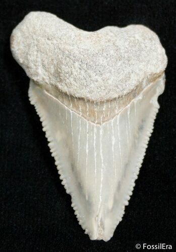 / Inch Chubutensis Fossil Shark Tooth #2427